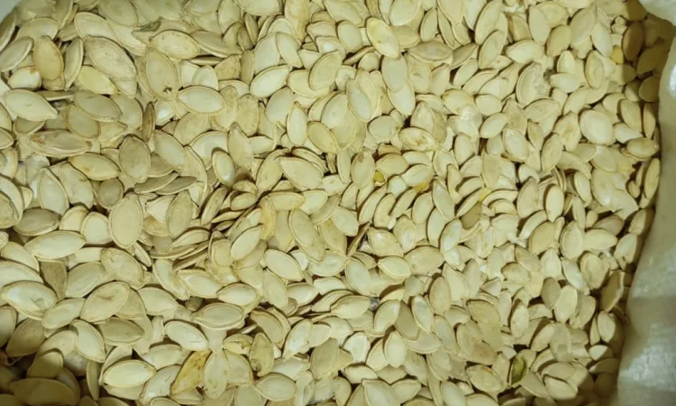 Куплю гарбузове насіння - фото № 1