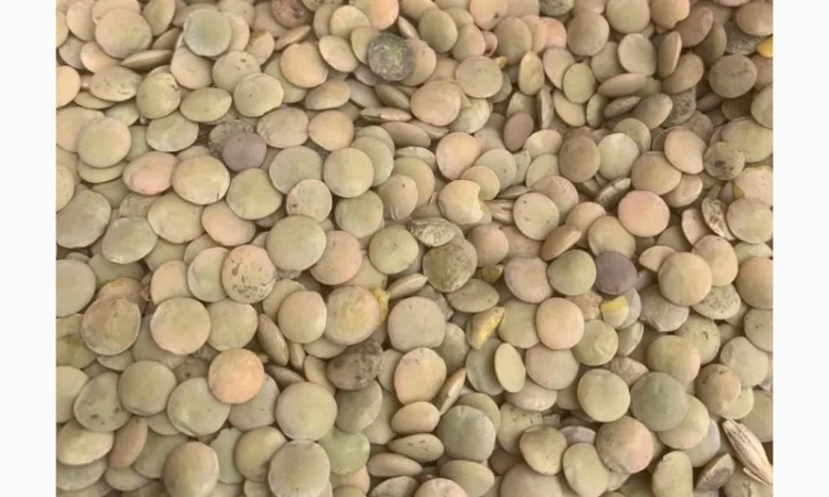 Продам сочевицю зелену - фото № 1