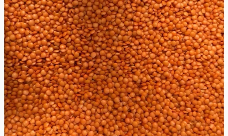 Продам сочевицю червону - фото № 1