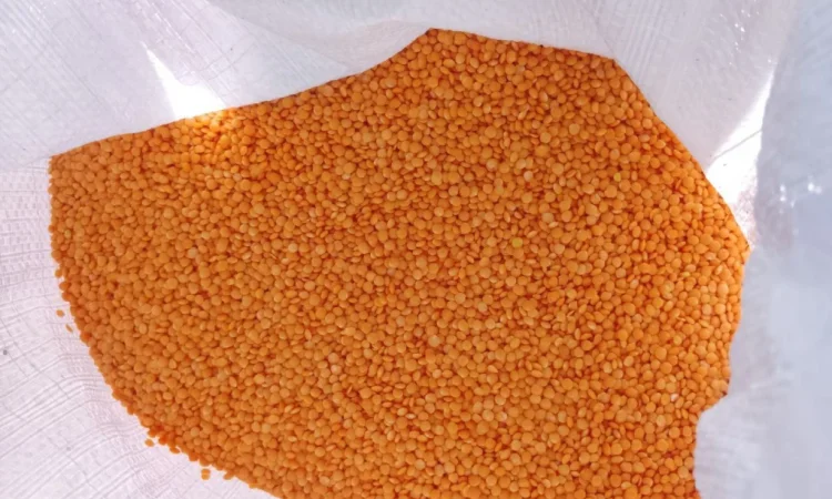 Продам сочевицю червону - фото № 2