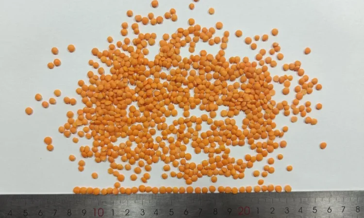 Продам сочевицю червону - фото № 3