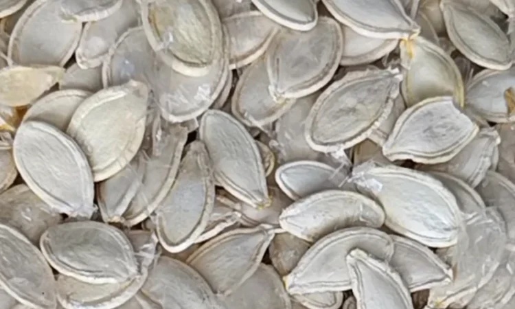 Продамо насіння гарбуза від 5 тон - фото № 1