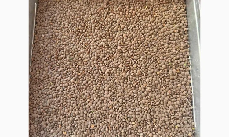 Продам сочевицю сорт Максим чечевица - фото № 1