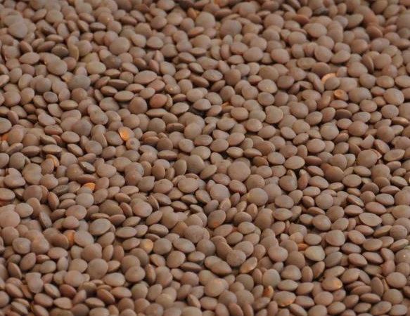 Продаєм насіння сочевиці червоної сорт "MАКСИМ" - фото № 1