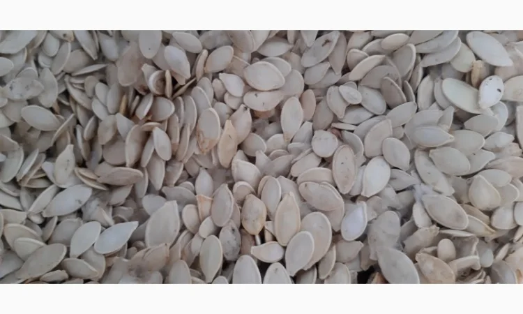 Продается семена тыквы - фото № 1