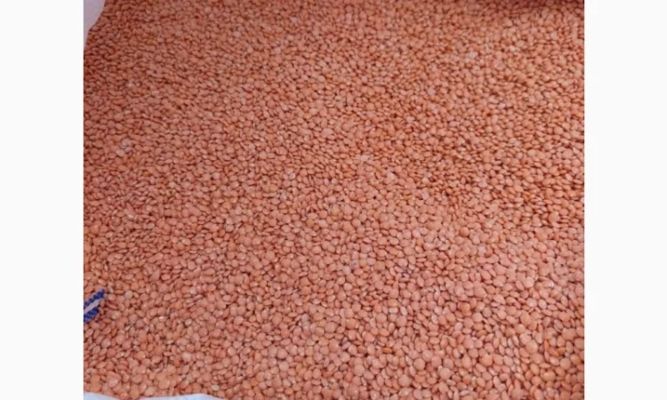 Постіно закуповуємо сочевицю червону та зелену - фото № 1