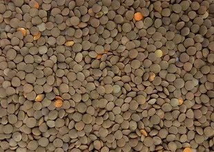 Сочевиця червона купуємо - фото № 1