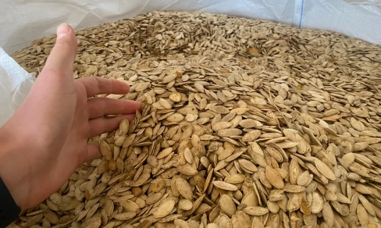 Продажа семян тыквы оптом - фото № 1