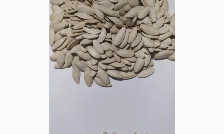 Пропонуємо до продажу гарбузове насіння на постійній основі - фото № 3