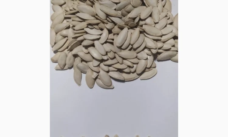 Закупка семян тыквы всех сортов на постоянной основе - фото № 2