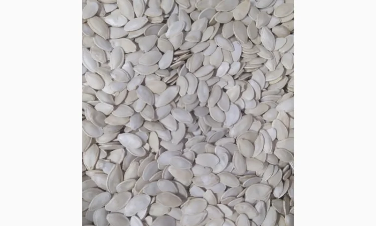 Закупка семян тыквы всех сортов на постоянной основе - фото № 5