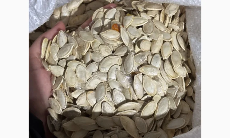 Продается семена тыквы сорта «Украинка многоплодная» от 20 тонн - фото № 1