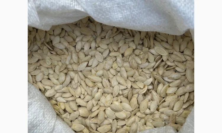 Продается семена тыквы сорта «Украинка многоплодная» от 20 тонн - фото № 2