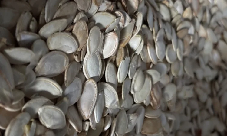 Продам гарбузове насіння - фото № 1