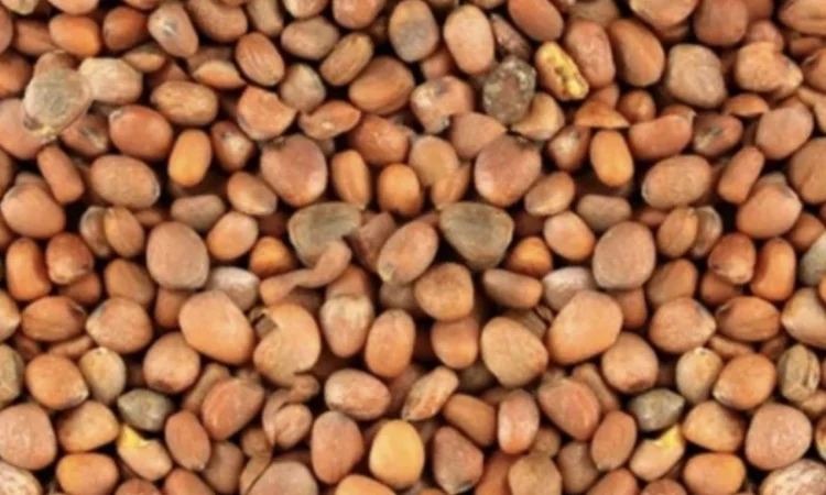 Насіння редьки олійної для сидерату – продажа - фото № 1