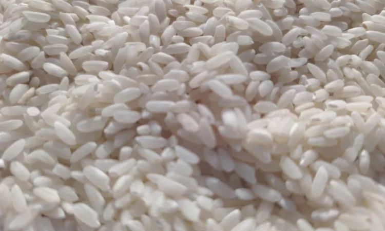 Продам рис среднозерный - фото № 3