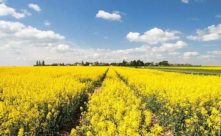 Наша компанія постійно закуповує Сою Ріпак Соняшник врожаю 2024 - фото № 2
