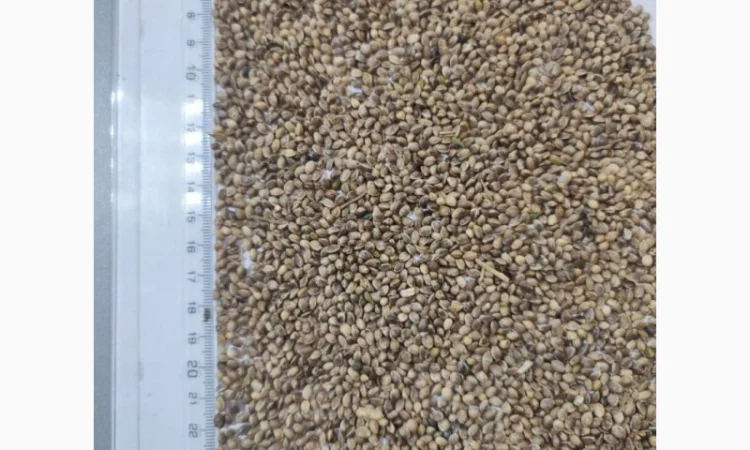 Технические конопли для продажи - фото № 1