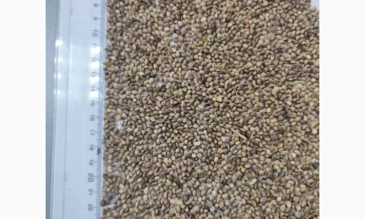 Технические конопли для продажи - фото № 2