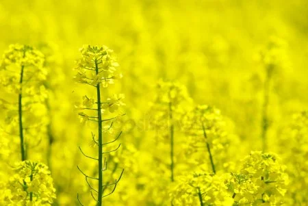 Компанія здійснює закупівлю по всій території Украина - фото № 1