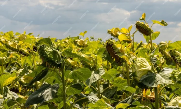 Соняшник Ріпак Сою - фото № 2