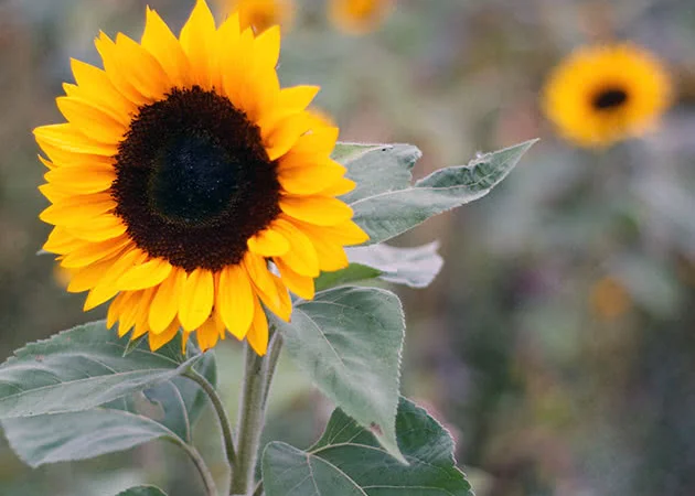 Закуповуємо Ріпак Сою за конкурентними цінами - фото № 3