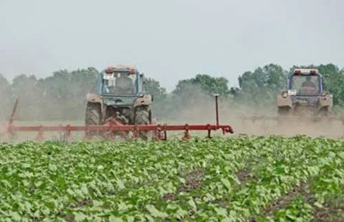 Компанія Дорого закуповує Соняшник Сою Ріпак по всей території України - фото № 1