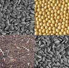 Закуплю Сою Ріпак Соняшник Самовивіз по Україні - фото № 1