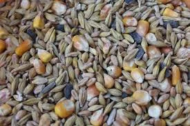 Закупаем подсолнечник - фото № 3