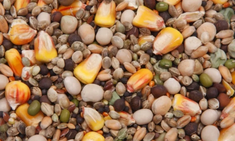 Закупаем подсолнечник - фото № 4