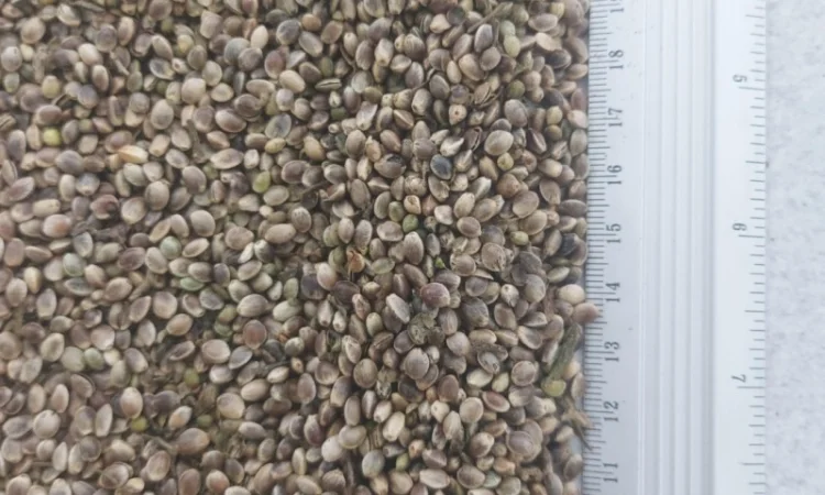 Насіння (товарне) промислових конопель - фото № 1