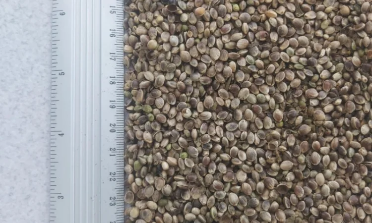 Насіння (товарне) промислових конопель - фото № 2