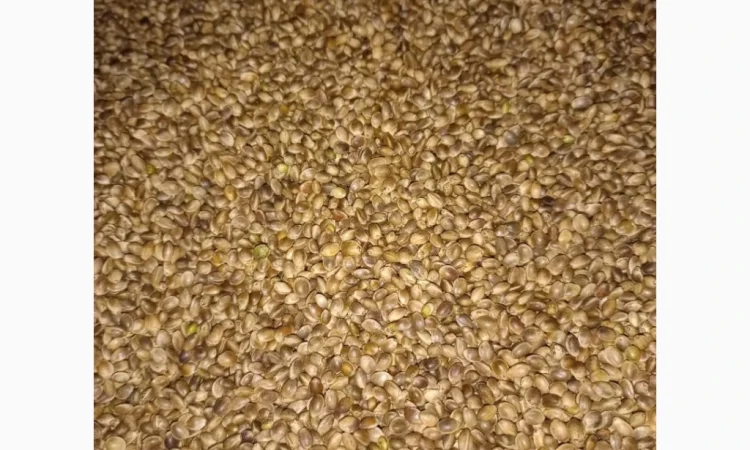 Сертифіковане Насіння Технічної Коноплі - фото № 1