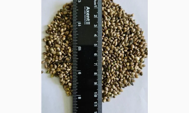 Сертифіковане Насіння Технічної Коноплі - фото № 2