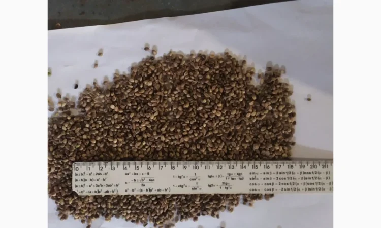 Сертифіковане Насіння Технічної Коноплі - фото № 3