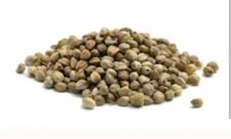 Куплю насіння технічної коноплі - фото № 1