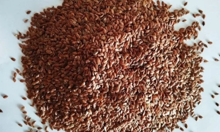 Льон - фото № 1