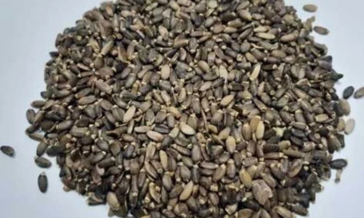 Льон - фото № 3