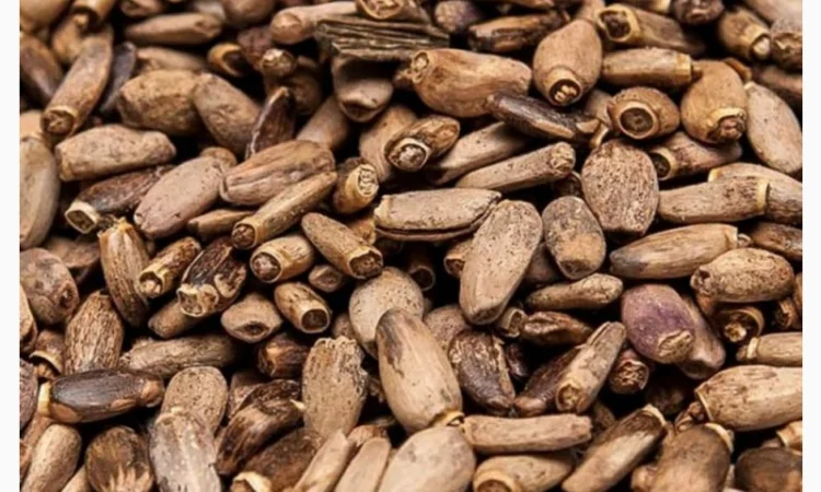 Льон - фото № 6