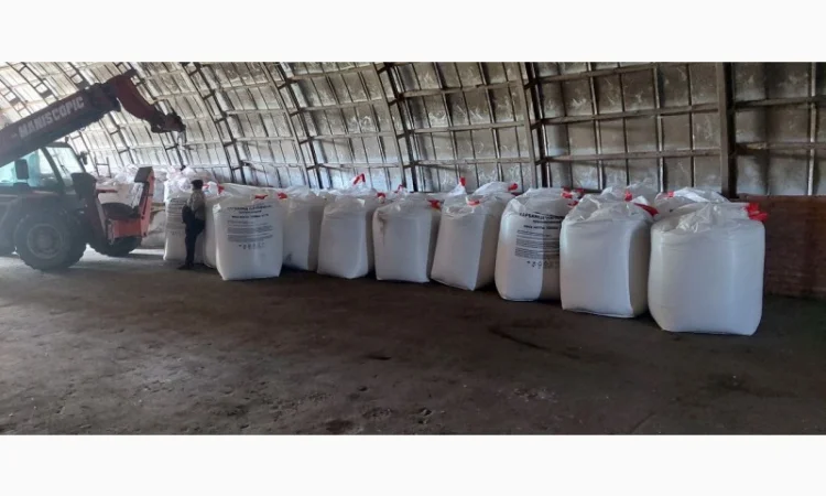 Якісні сертифіковані насіння однодомної промислової коноплі врожаю 2024 року для посіву та - фото № 1