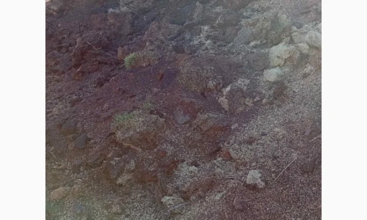 Куплю відходи соняшника - фото № 2