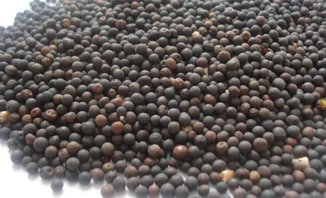 Закуповуємо вику ярову - фото № 1