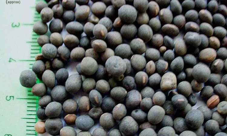 Куплю вику ДОРОГО - фото № 1