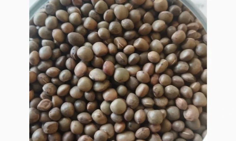 Насіння вики врожаю 2025 року - фото № 1