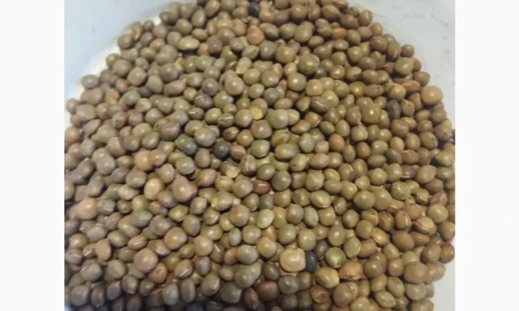 Насіння вики врожаю 2025 року - фото № 2