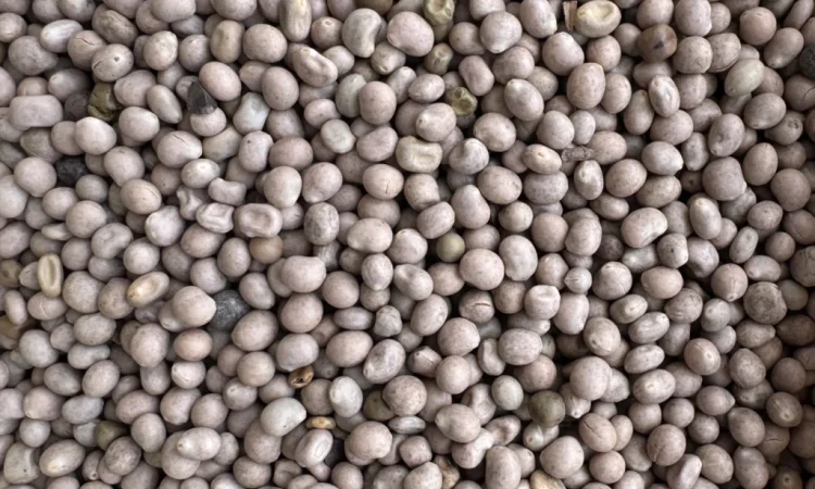 Продамо люпин - фото № 1