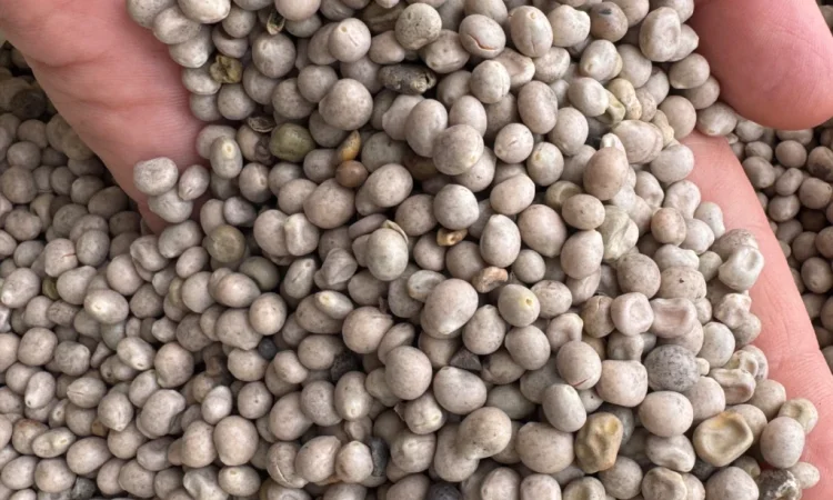 Продамо люпин - фото № 2