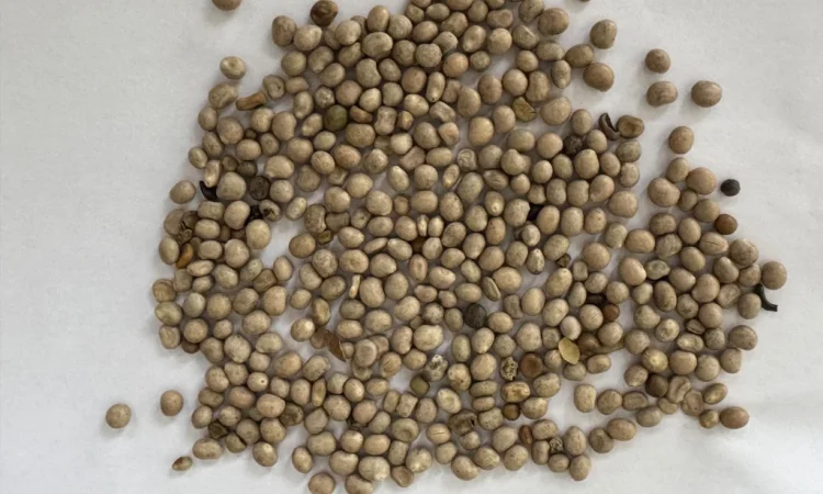 Продамо люпин - фото № 3