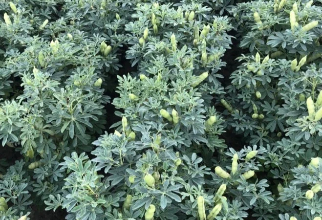 Насіння люпину Барвінок - фото № 1