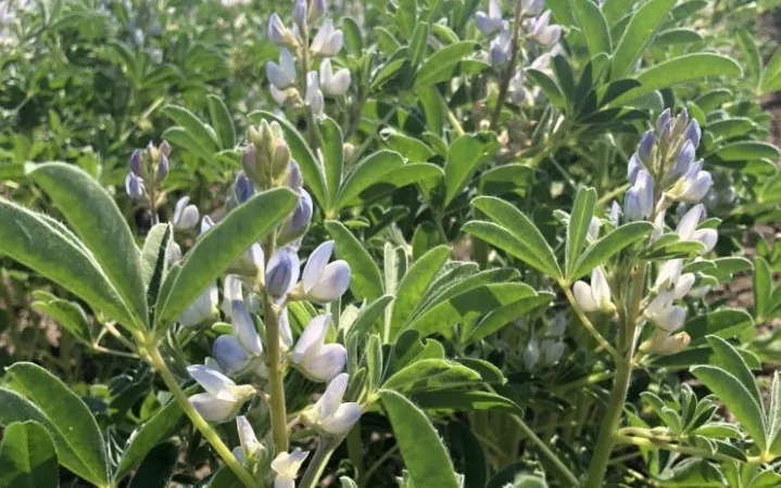 Насіння люпину Барвінок - фото № 2